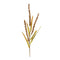 Melrose Seeded Plume Spray (Set of 12)