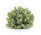Melrose Spring Boxwood Foliage Half Orb (Set of 6)