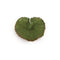 Melrose Assorted Bag of Leaves Filler (Set of 12)
