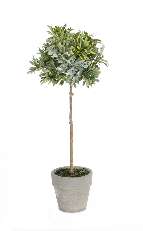 Melrose Potted Herb (Set of 2)
