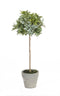 Melrose Potted Herb (Set of 2)