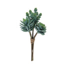 Melrose Succulent Bundle (Set of 6)