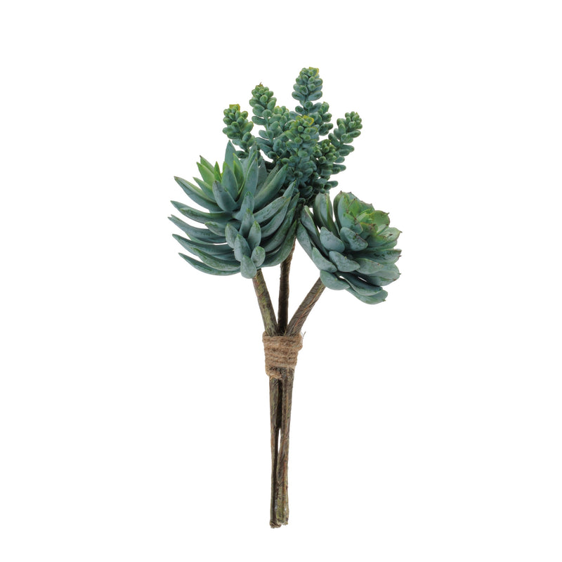 Melrose Succulent Bundle (Set of 6)