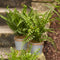 Melrose Assorted Fern Plant in Tin Pot with Jute Accent (Set of 3)
