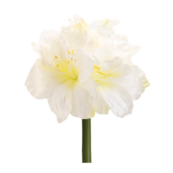 Melrose Amaryllis Elegance – Set of 6