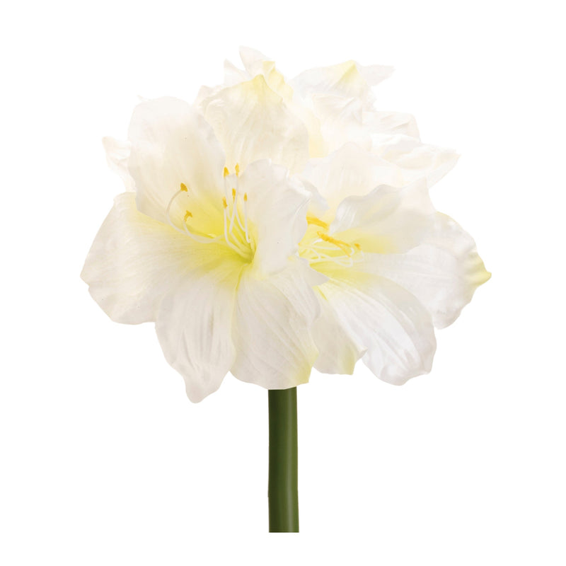 Melrose Amaryllis Elegance – Set of 6