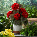 Melrose Geranium Floral Bush (Set of 2)
