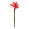 Melrose Amaryllis Flower Stem (Set of 6)