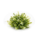 Melrose Varigated Mini Leaf Half Orb (Set of 6)