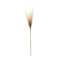Melrose Grass Plume Bundle (Set of 2)