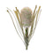 Melrose Protea Floral Stem (Set of 2)