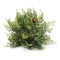 Melrose Cedar Pinecone Half Ord (Set of 2)