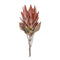 Melrose Orange Protea Flower Stem (Set of 2)