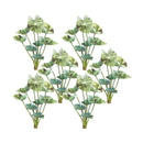 Melrose Varigated Caladium Foliage Bush (Set of 6)