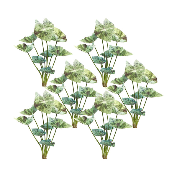 Melrose Varigated Caladium Foliage Bush (Set of 6)