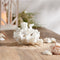 Melrose Set of 4 White Resin Coral Decorative Sculptures