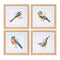 Melrose Framed Bird Print Under Glass Wall Decor, Wood