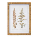 Melrose Wood Framed Fern Print Wall Decor, Rustic, Wood