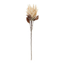Melrose Beige Protea Flower Stem (Set of 2)