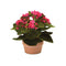 Melrose Assorted Kalanchoe Flower in Terra Cotta (Set of 4)
