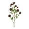 Melrose Brown Allium Floral Spray (Set of 6)