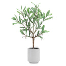 Melrose Potted Olive Leaf Topiary 17.5"H
