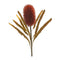 Melrose Burnt Orange Banksia Floral Stem (Set of 6)
