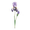 Melrose Iris Floral Stem (Set of 2)