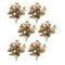 Melrose Variegated Foliage Plant (Set of 6)