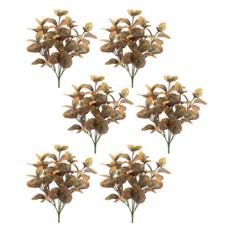 Melrose Variegated Foliage Plant (Set of 6)