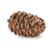 Melrose Pine Cone Decor (Set of 12)