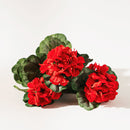 Melrose Red Geranium Floral Bush (Set of 2)