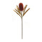 Melrose Burnt Orange Banksia Floral Stem (Set of 6)