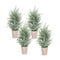 Melrose Frosted Holiday Pine Tree in Paper Pot (Set of 4)
