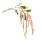 Melrose Amaranthus Floral Stem (Set of 4)
