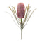 Melrose Protea Floral Stem (Set of 2)
