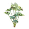 Melrose Varigated Caladium Foliage Bush (Set of 6)
