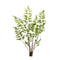 Melrose Varigated Fern Bundle with Sprout Accents (Set of 6)