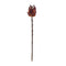 Melrose Burgandy Protea Stem (Set of 6)
