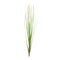 Melrose Foxtail Bush (Set of 12)