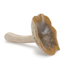 Melrose Stone Mushroom Shelf Sitter (Set of 12) Multicolor Decor
